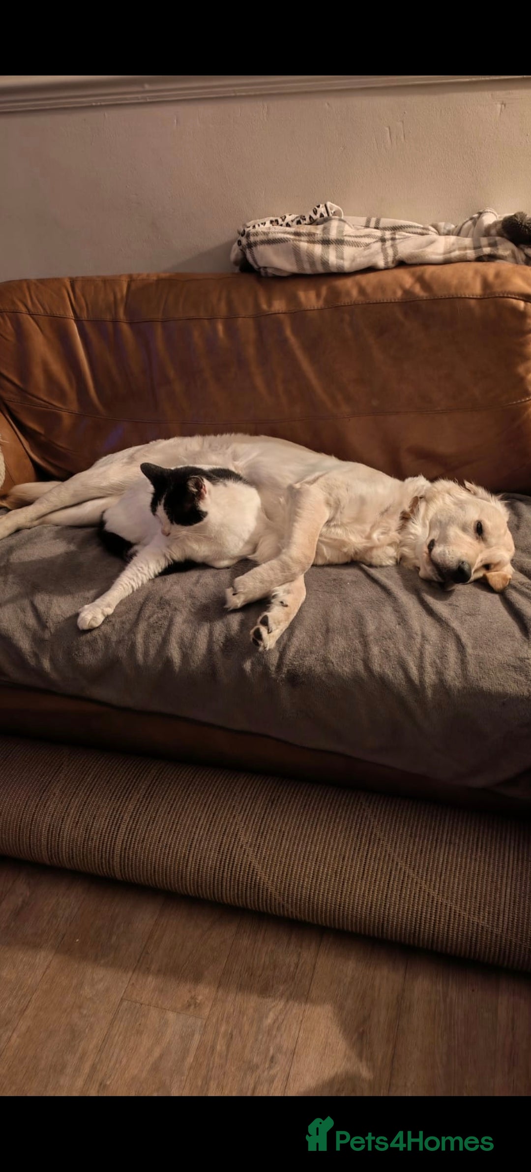 Golden Retriever dogs for sale: Golden retriever  - Advert 6