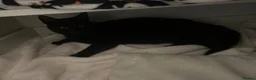 Domestic Shorthair cats for sale: Beautiful kittens in Northampton - Advert 1
