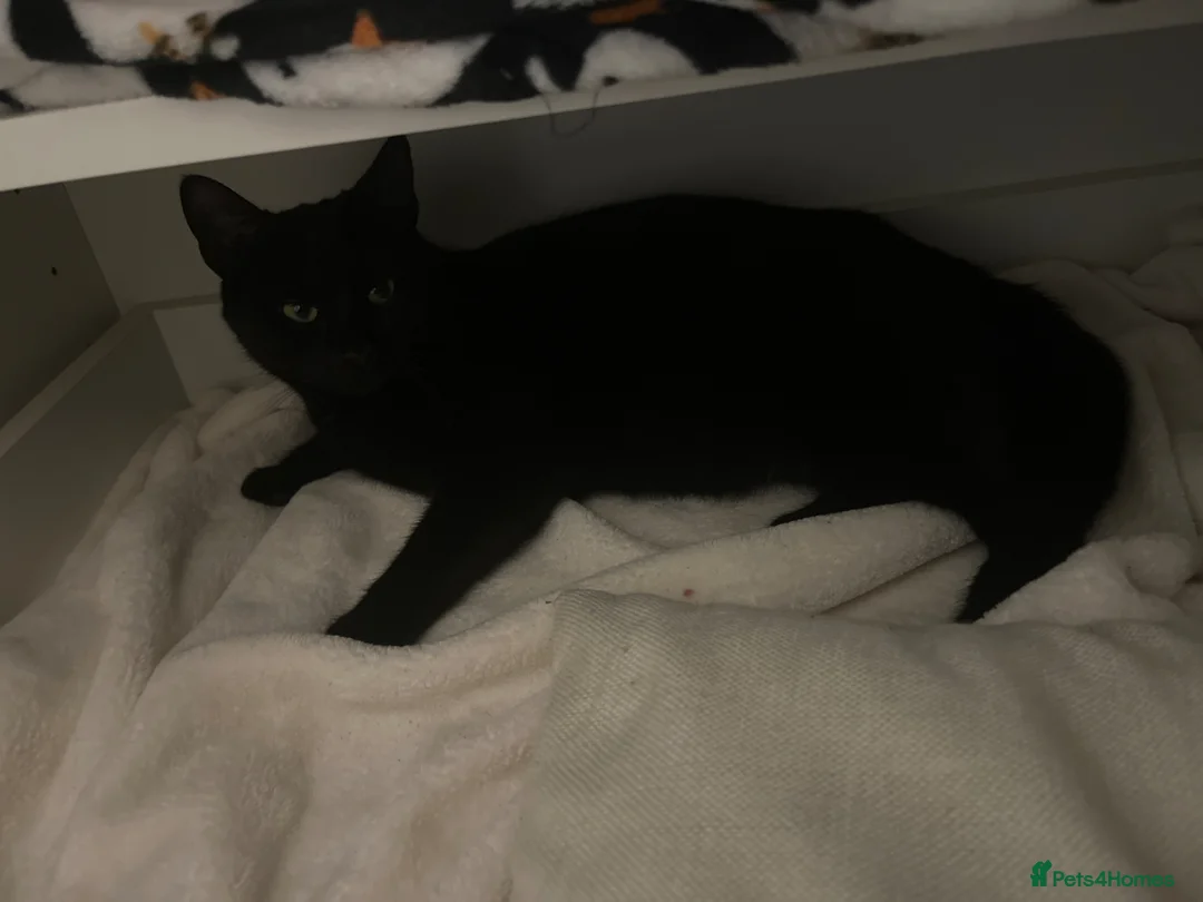 Domestic Shorthair cats for sale: Beautiful kittens in Northampton - Advert 1