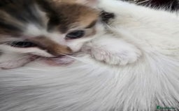 Domestic Shorthair cats for sale: Kittens for sale  - Image 7
