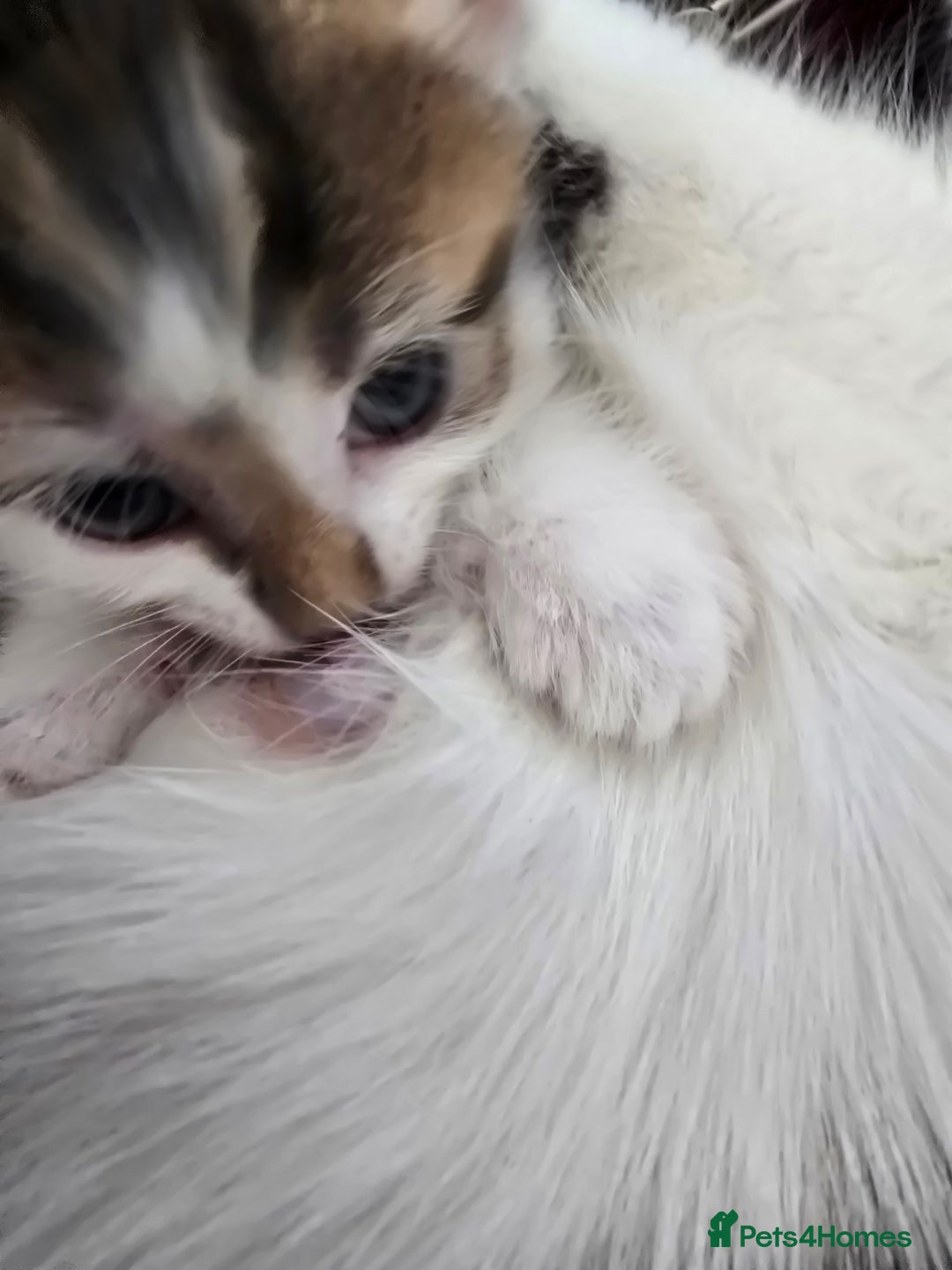 Domestic Shorthair cats for sale: Kittens for sale  - Image 7
