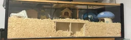 Hamster rodents for sale: Dwarf hamster with setup  - Advert 3