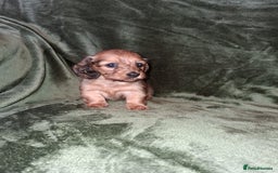 Miniature Dachshund dogs for sale: KC LONGHAIRED MINIATURE DACHSHUNDS  - Image 16