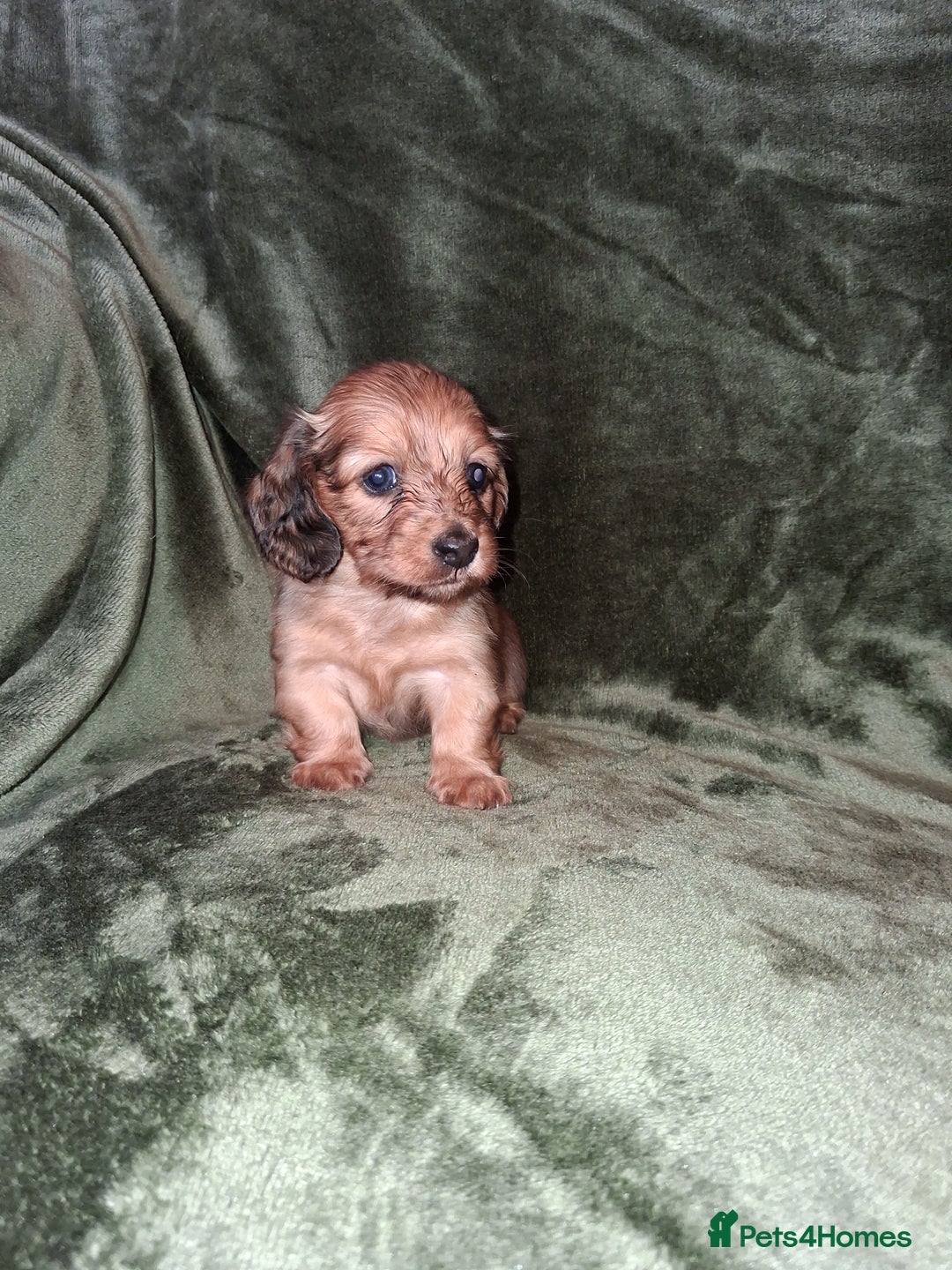 Miniature Dachshund dogs for sale: KC LONGHAIRED MINIATURE DACHSHUNDS  - Image 16