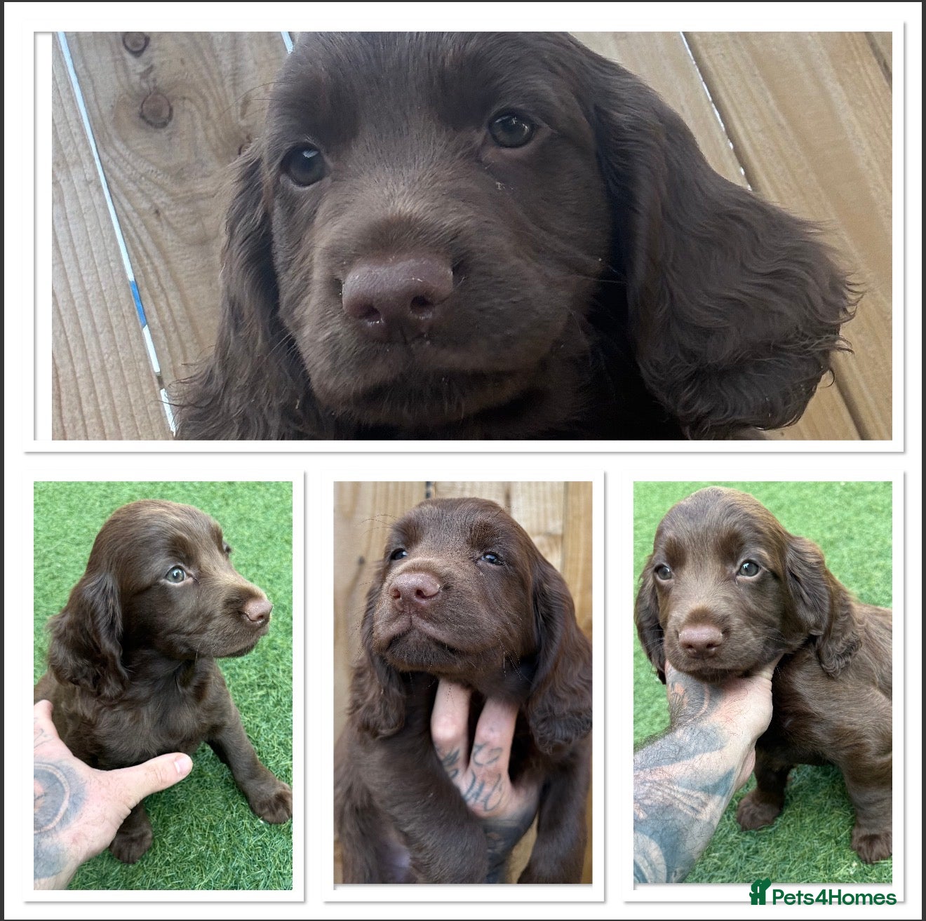 Cocker Spaniel dogs Singleton pup ready to leave from the 22nd July  - Advert 5
