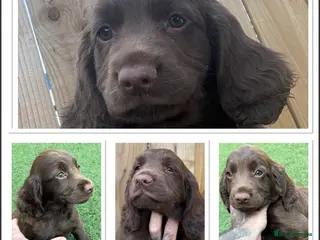 Cocker Spaniel dogs Singleton pup ready to leave from the 22nd July - Advert 5