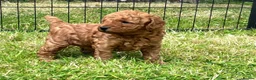 Miniature Poodle dogs for sale: KC Registered & Health checked Min. Poodle Puppies - Advert 3