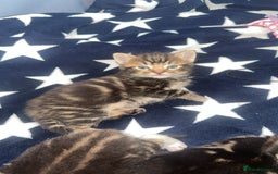 Bengal cats for sale: 5 kittens ready to go soon - Image 10