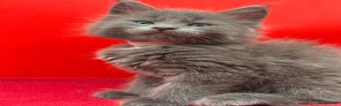 Maine Coon 5