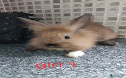 Lionhead rabbits for sale: 5 beautiful lionhead female babies - Image 1