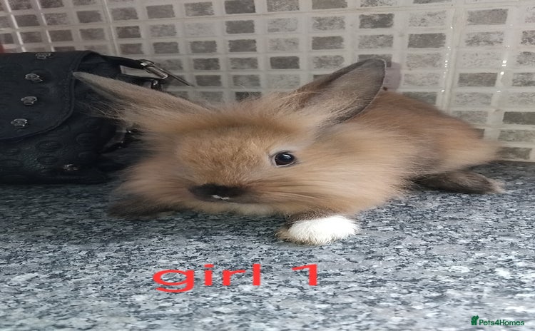 Lionhead rabbits - Advert 3