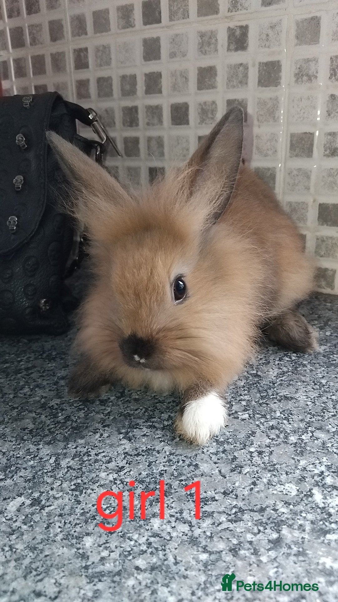 Lionhead rabbits for sale: 5 beautiful lionhead female babies - Image 1