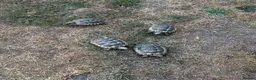 Tortoise reptiles for sale: 6 x spur thighed  1 x migrated - Advert 13