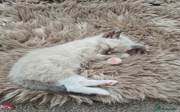 Ragdoll cats for sale: 💥Ready now 💥😻 Ragdoll mix 😻💥 - Image 21