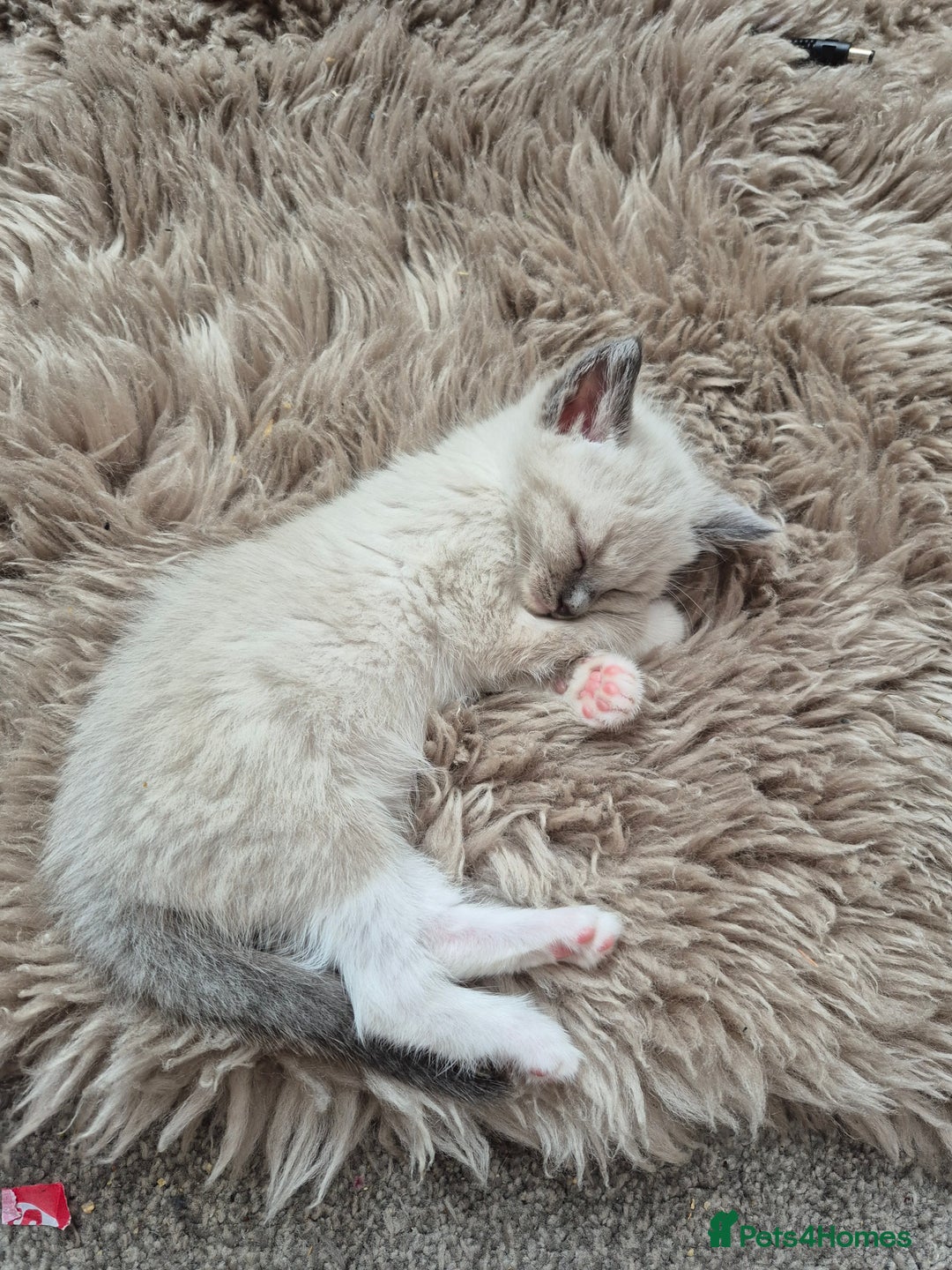 Ragdoll cats for sale: 💥Ready now 💥😻 Ragdoll mix 😻💥 - Image 21