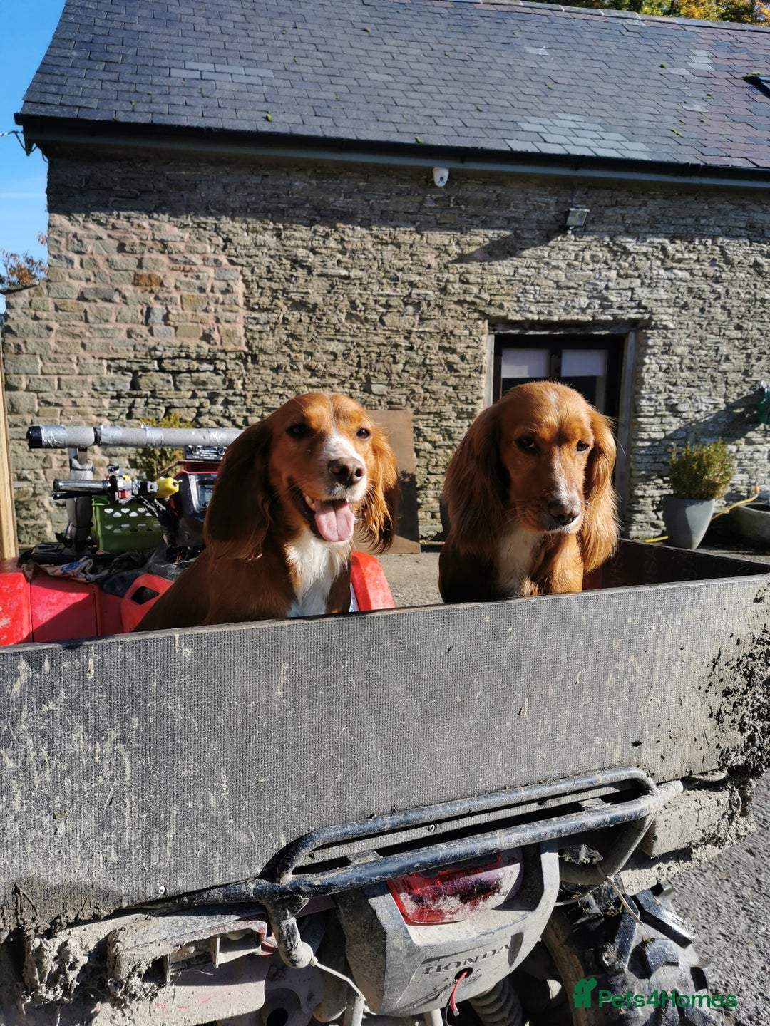 Cocker Spaniel dogs for sale: KC working Cocker Spaniels - Image 12