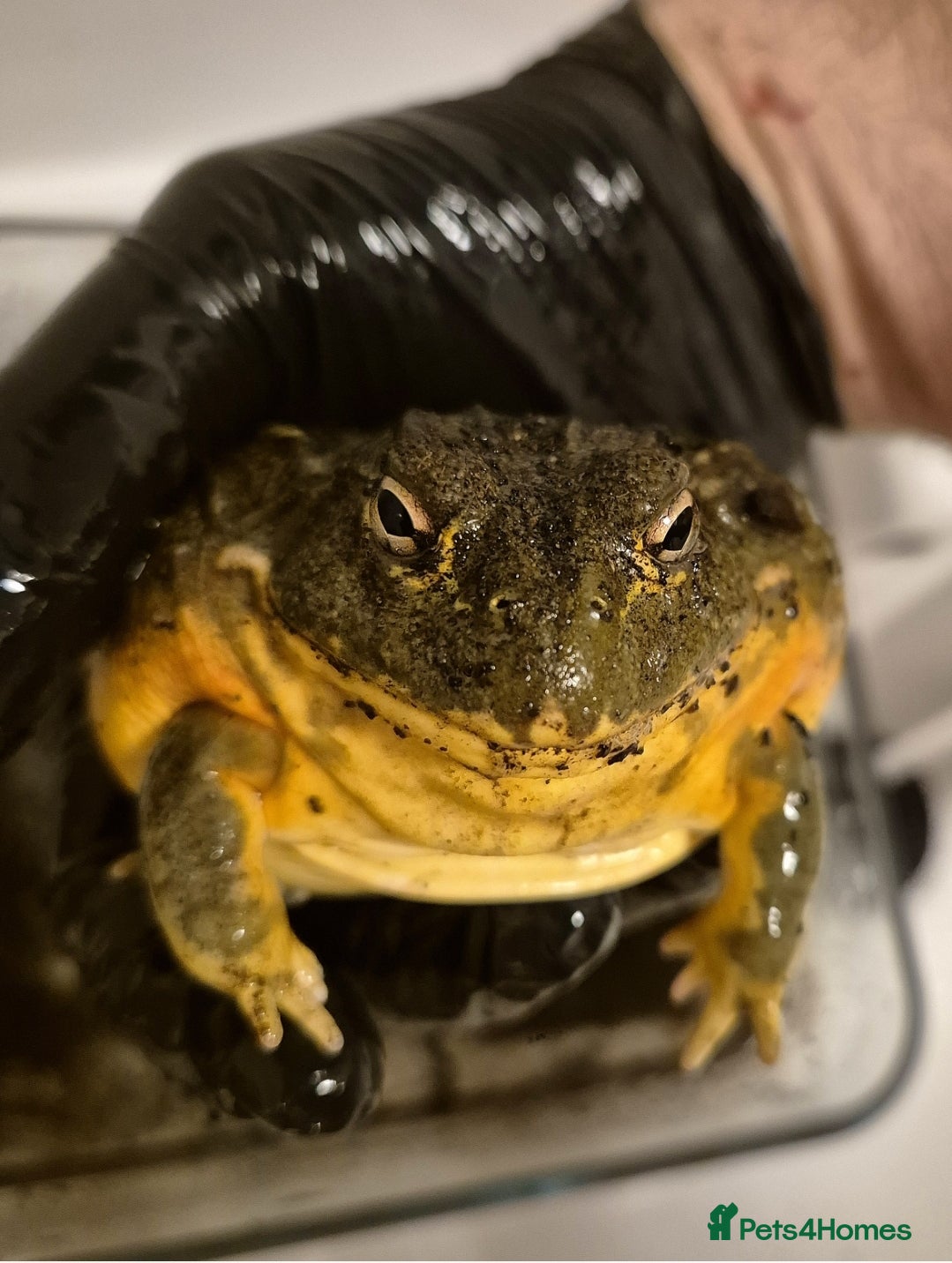 Frog reptiles Giant African Bullfrog - Advert 1
