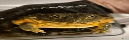 Frog reptiles for sale: Giant African Bullfrog - Advert 1