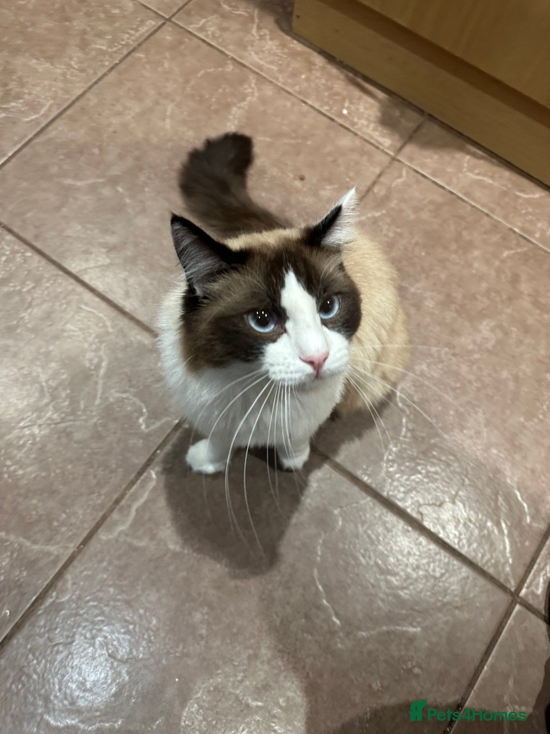 Ragdoll cats for sale: 1 and 1/2 year old Ragdoll boy  - Advert 1