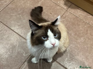 Ragdoll cats - Advert 2