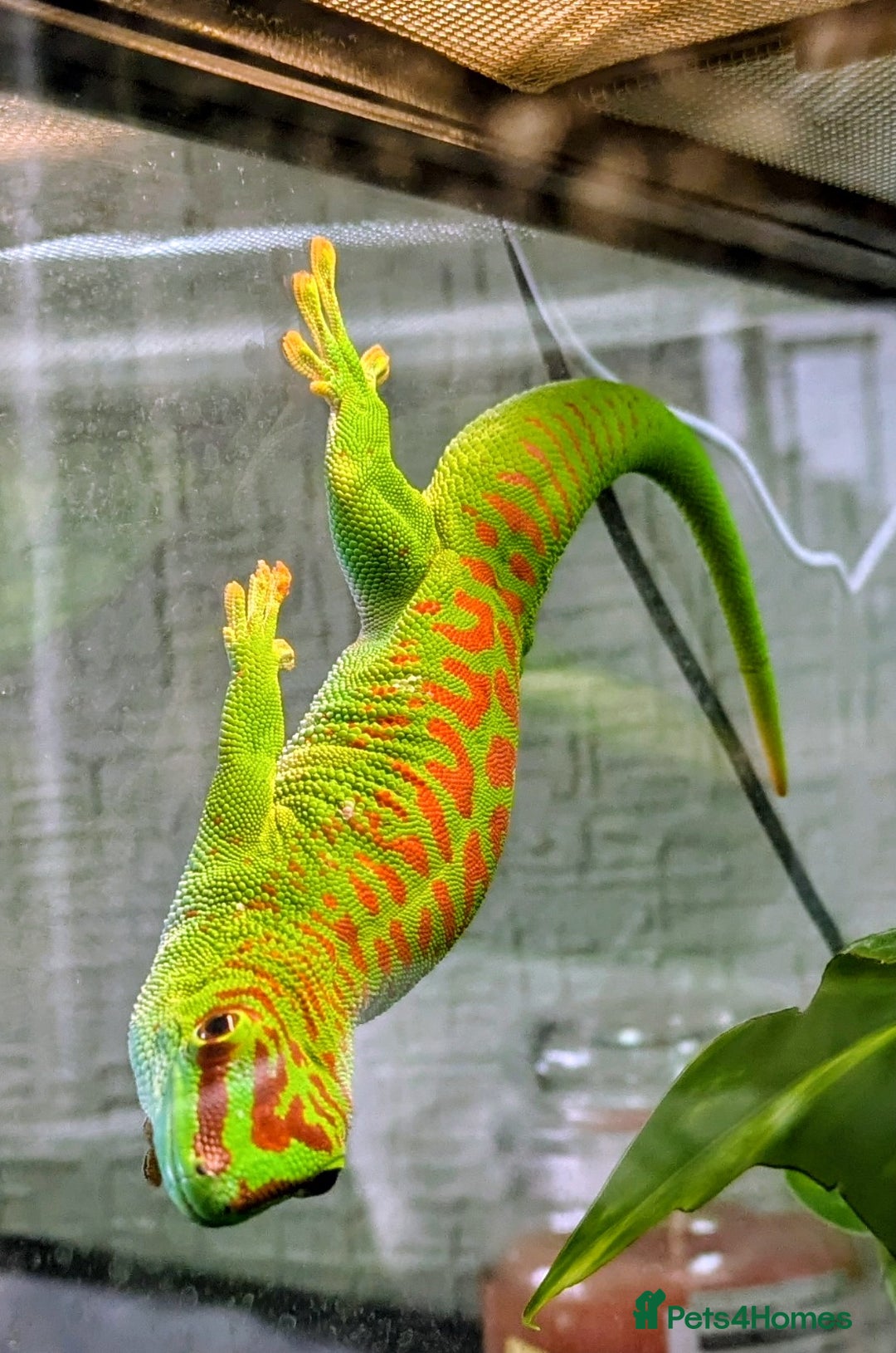 Gecko reptiles for sale: High Red Madagascan Day Gecko (Phelsuma Grandis) - Image 3