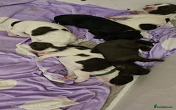 Sprocker dogs for sale: Adorable Sprocker Puppies  - Image 21