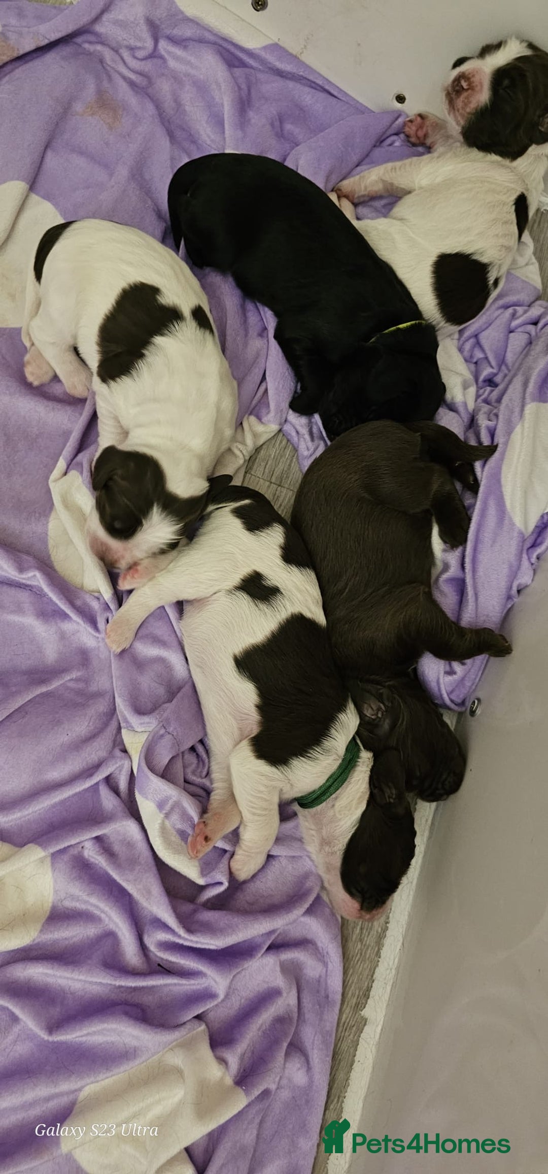 Sprocker dogs for sale: Adorable Sprocker Puppies  - Image 21