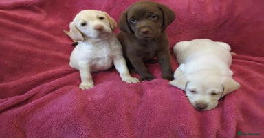 Labrador Retriever dogs Labrador puppies  - Advert 1