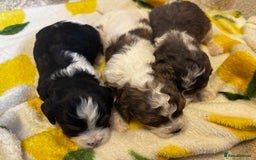 Cavapoochon dogs for sale: 🐶Exceptional cavapoochon pup's🐶 - Advert 14