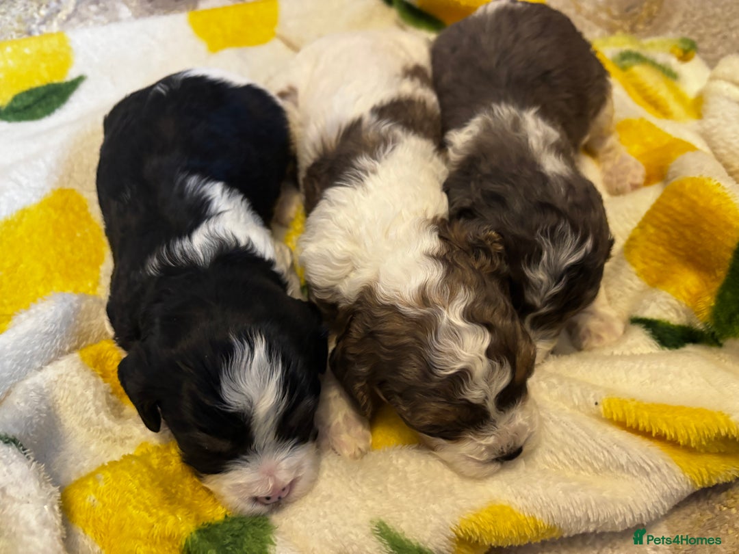 Cavapoochon dogs for sale: 🐶Exceptional cavapoochon pup's🐶 - Advert 14