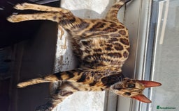Mixed Breed cats for sale: Half bengal quarter mainecoon  - Image 7