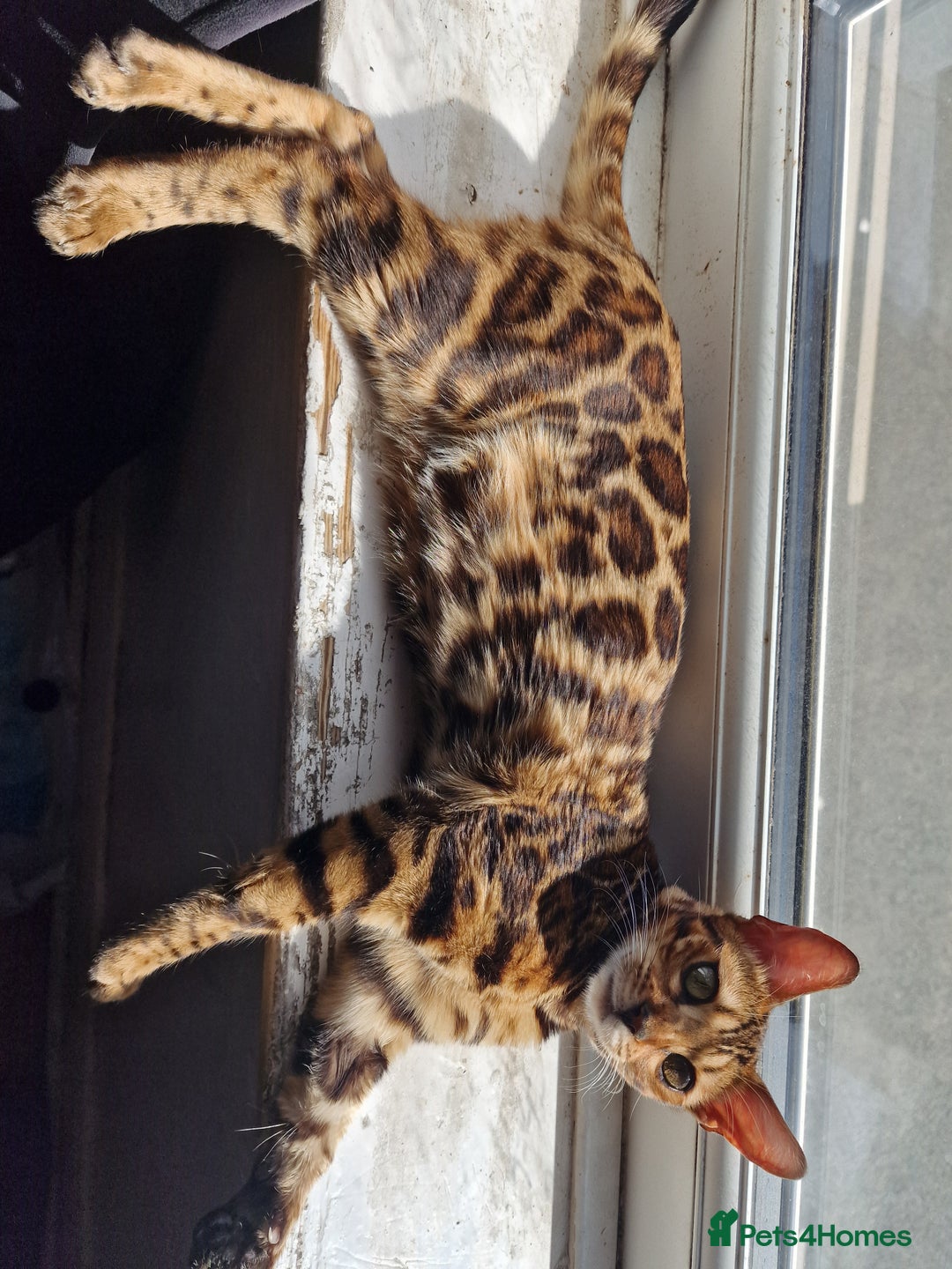 Mixed Breed cats for sale: Half bengal quarter mainecoon  - Image 7