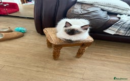 Ragdoll cats for sale: GCCF ragdoll seal point girl - Image 1