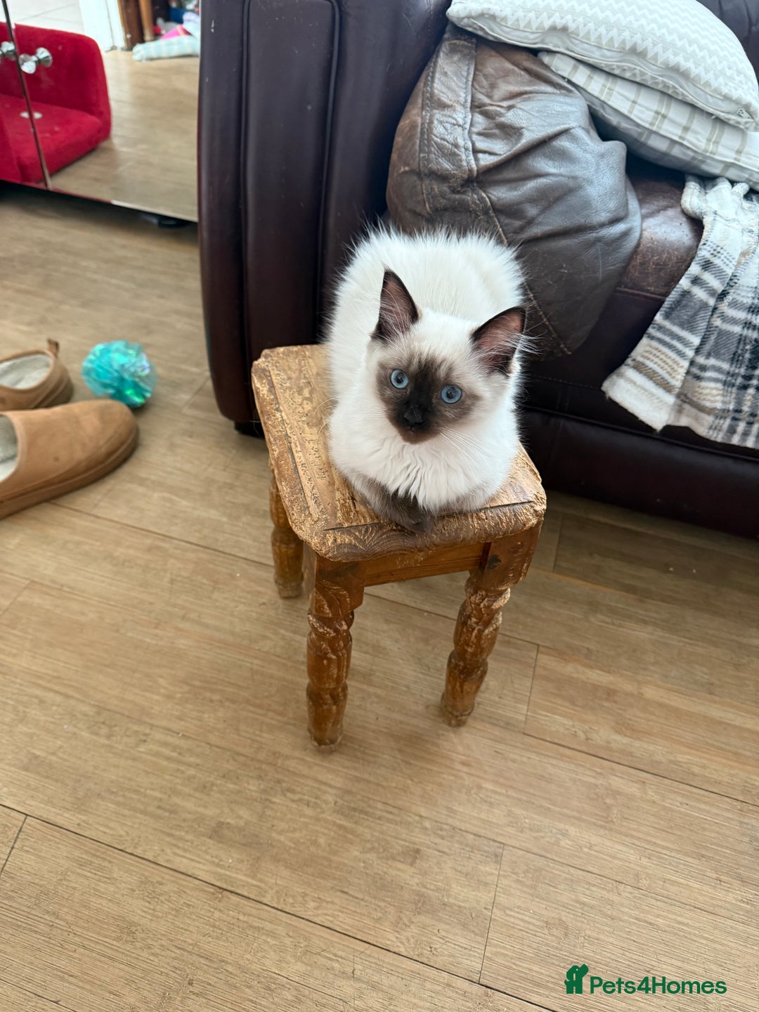 Ragdoll cats for sale: GCCF ragdoll seal point girl - Image 1