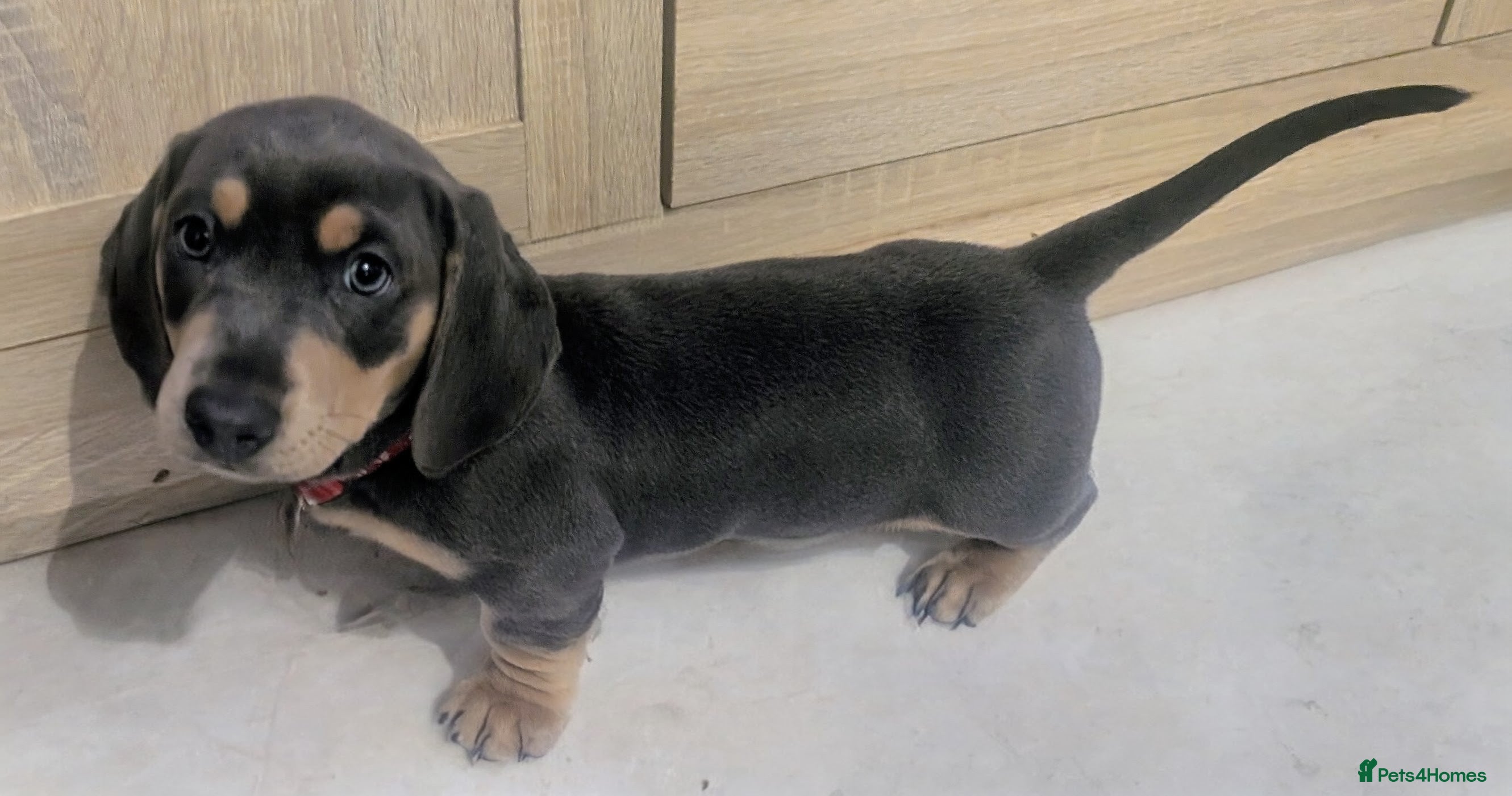 Miniature Dachshund dogs Miniature dachshunds blue and tan - Advert 3