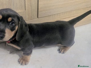 Miniature Dachshund dogs Miniature dachshunds blue and tan - Advert 3