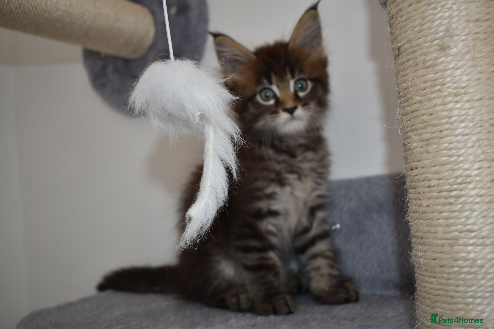 Maine Coon cats Majestic fluffballs FOR SALE - Advert 1
