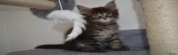 Maine Coon cats for sale: Majestic fluffballs FOR SALE - Advert 1