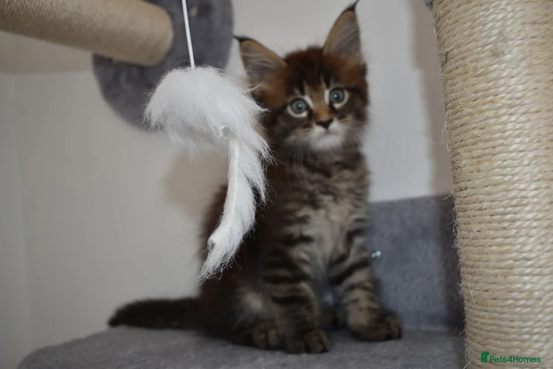 Maine Coon cats for sale: Majestic fluffballs FOR SALE - Advert 1