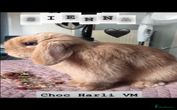 Mini Lop rabbits for sale: Sienna Fully Vaccinated Mini Lop  - Image 1