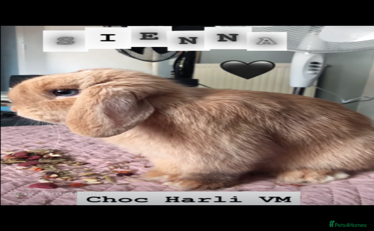 Mini Lop rabbits - Advert 4