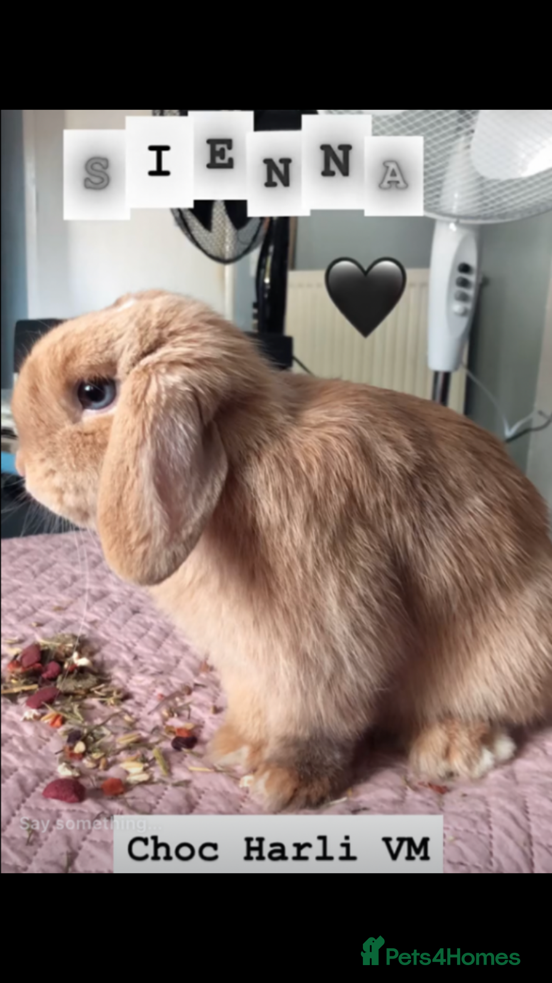 Mini Lop rabbits for sale: Sienna Fully Vaccinated Mini Lop  - Image 1