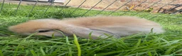 Mini Lop rabbits for sale: Ready to go! Beautiful mini lop rabbit - Advert 14