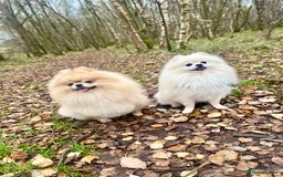 Pomeranian dogs for sale: Pomeranian Puppies – Ready Soon  - Image 13