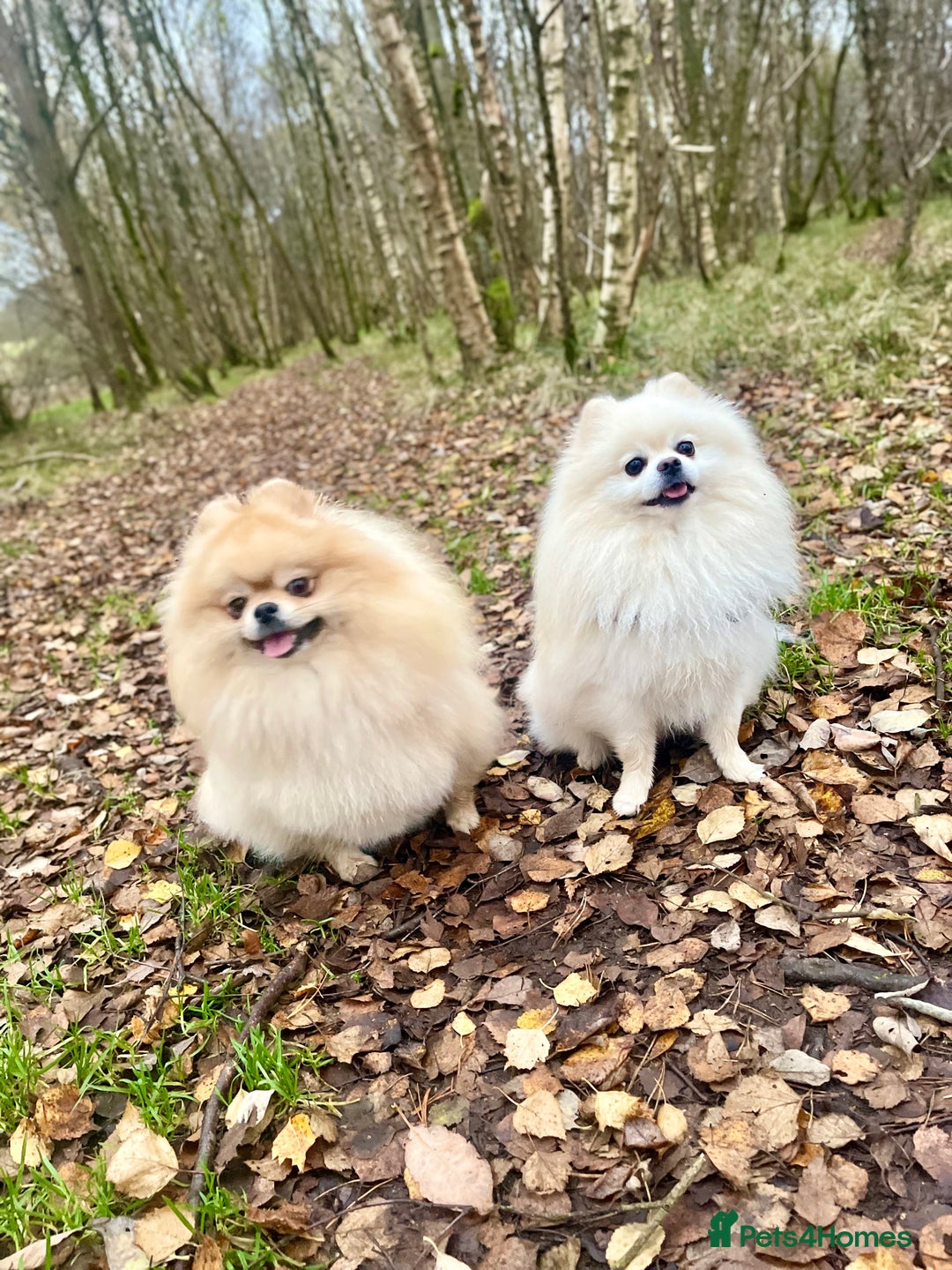 Pomeranian dogs for sale: Pomeranian Puppies – Ready Soon  - Image 13