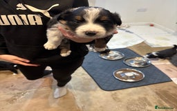 Border Collie dogs for sale: Border collie puppies  - Image 7