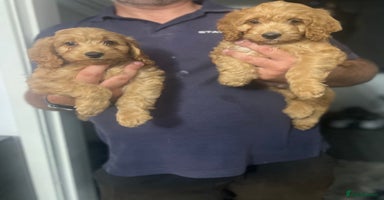 Cockapoo dogs - Advert 5