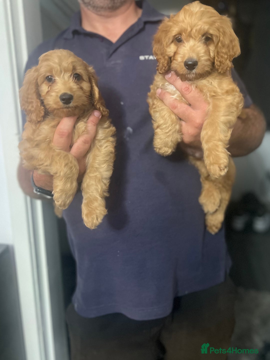 Cockapoo dogs for sale: Toy cockerpoos ready to go LAST PUPPY - Image 3