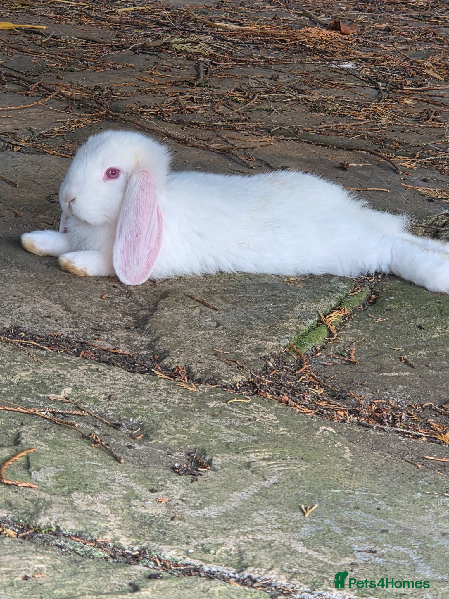 French Lop rabbits Beautiful baby French Lop bucks - Advert 19