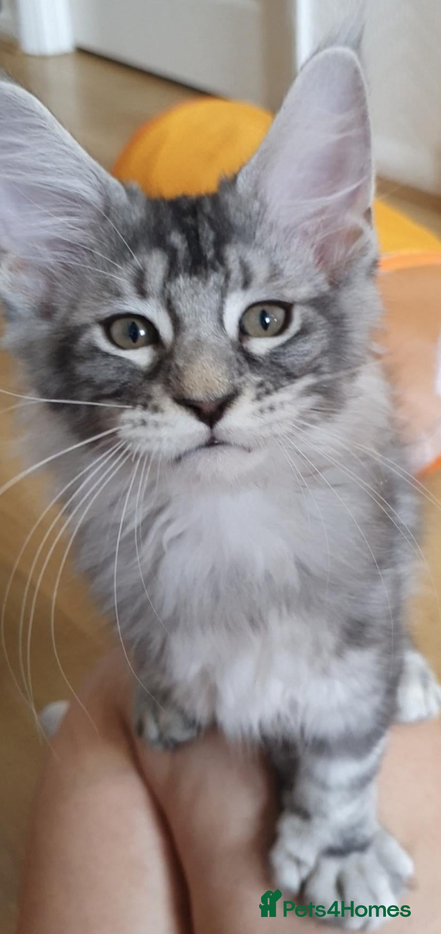 Maine Coon cats polydactyl 6/6/6/6 pure maine coon - Advert 2